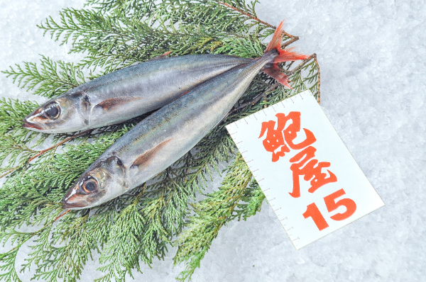 鮑屋　オアカムロ（オアカアジ）（神奈川県小田原産）