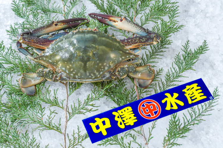 トゲノコギリガザミ（どうまん蟹）（メス） 【業務用食材の仕入れなら