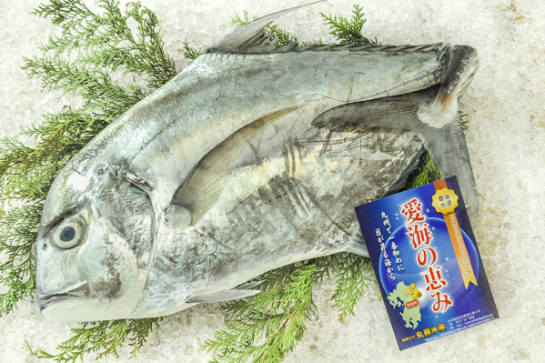 活〆イトヒキアジ（定置網）