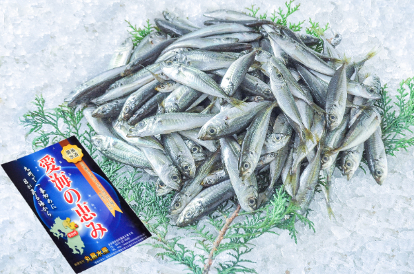 愛海の恵み（丸昌水産）　豆アジ 1kg（大分県佐伯産）