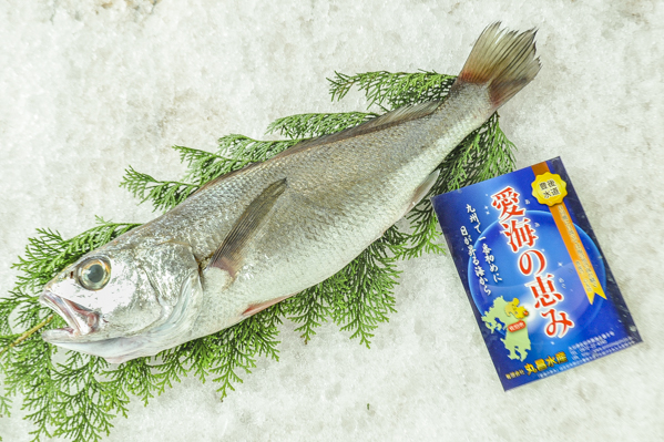 コブダイ カンダイ 八面六臂
