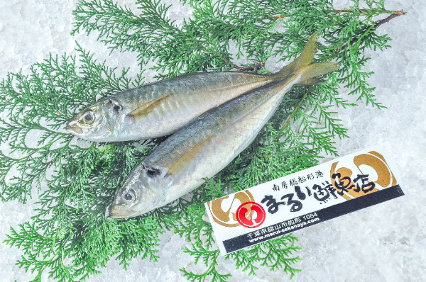 マルアジ（定置網）
