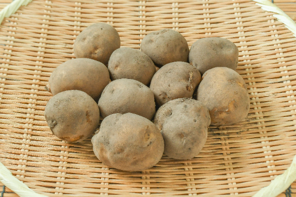 伯爵（M）1kg