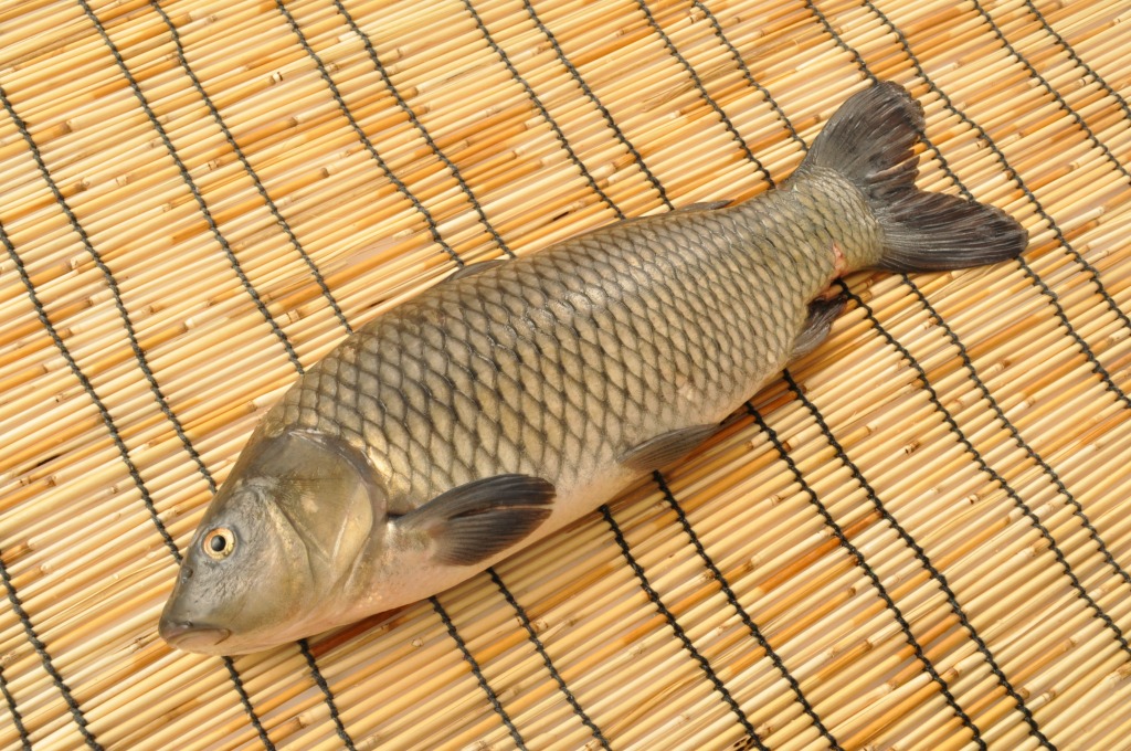 朝〆鯉（養殖） 【業務用食材の仕入れなら八面六臂】