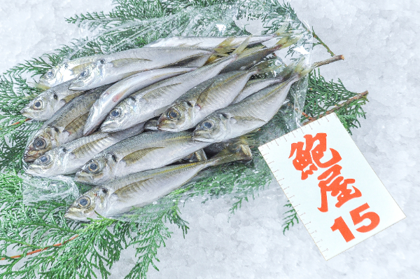 鮑屋　小アジ　1kg（神奈川県小田原産）