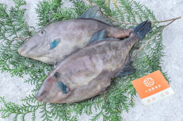 小西鮮魚店　ウマヅラハギ（北海道函館産）