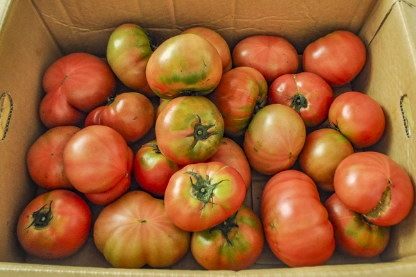 つぶし大玉トマト（加工用）8kg