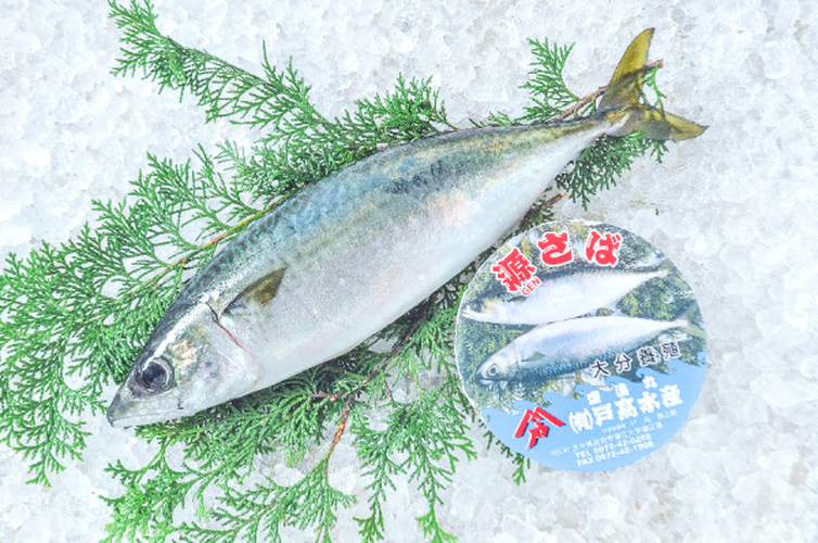 鯖みかん 愛媛みかんサバ 【業務用食材の仕入れなら八面六臂】