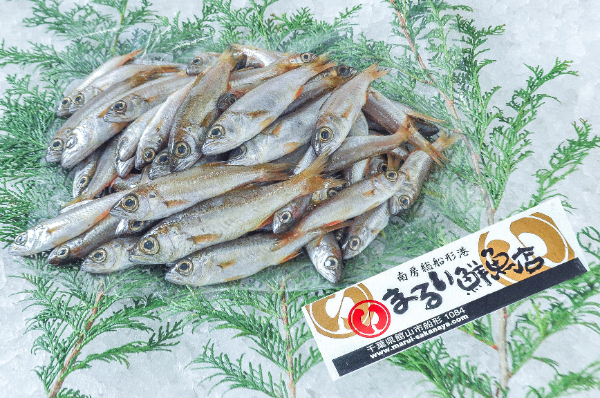 ムツ（定置網）