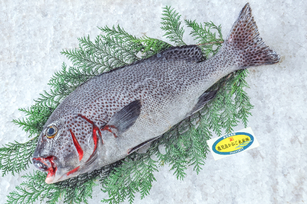 鹿児島かねご水産　アジアコショウダイ（鹿児島県産）