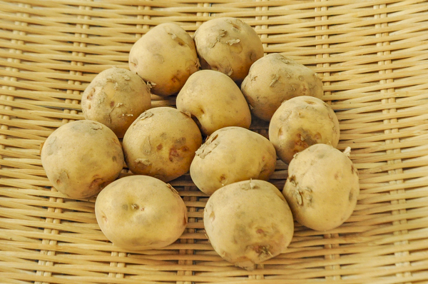 じゃがいも キタアカリ 2s 八面六臂