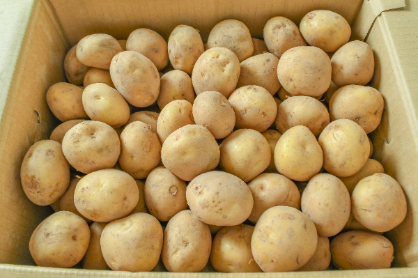 アイマサリ（M） 【業務用食材の仕入れなら八面六臂】