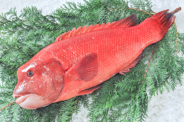 全長約80cm コブダイ　剥製　剥製魚　タイ　魚剥製 大サイズ コブダイ釣り【出たぞ大物！80cmオーバーなるか！？】周防大島新規開拓