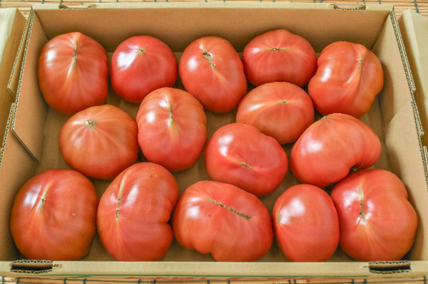 つぶし大玉トマト（加工用）4kg
