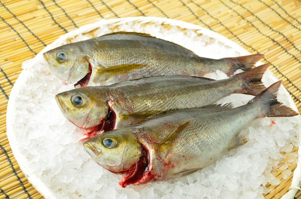 イサキ 八面六臂