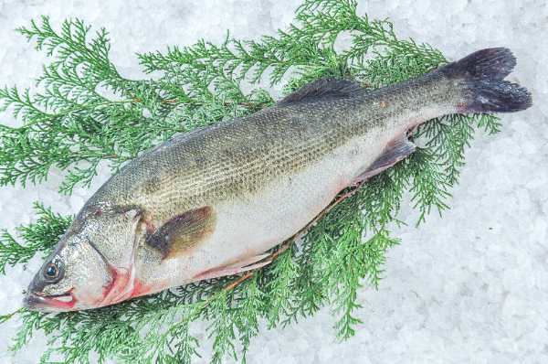 活〆スズキ（釣物）（3枚卸）