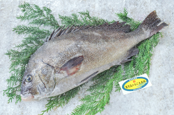 鹿児島かねご水産　活〆コショウダイ（鹿児島県産）