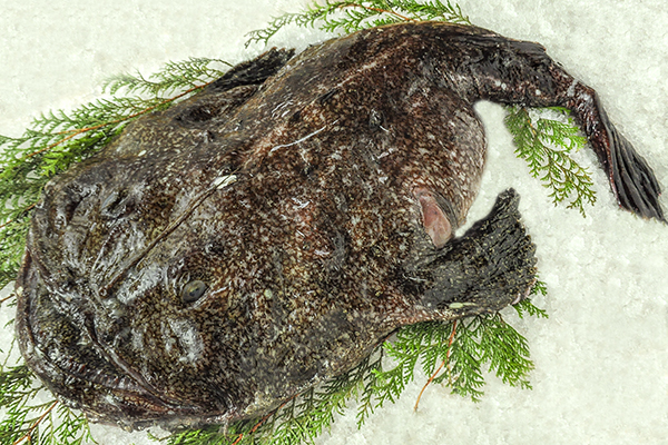 アンコウ 丸 肝なし 八面六臂