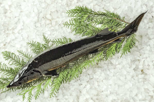 活〆養殖コチョウザメ 八面六臂