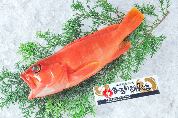 まるい鮮魚店　アカハタ（千葉県館山市船形産）