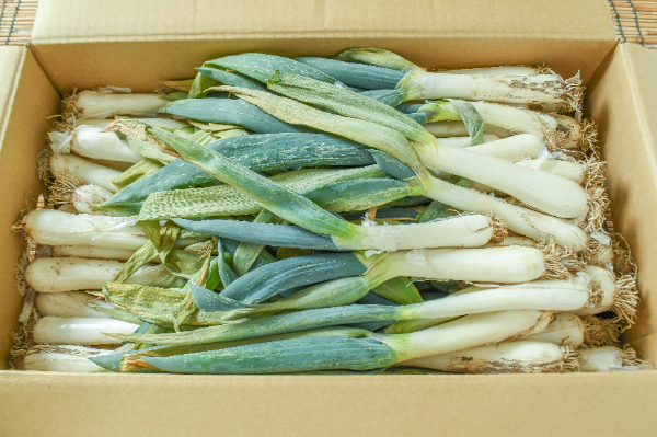 下仁田ねぎ（S）