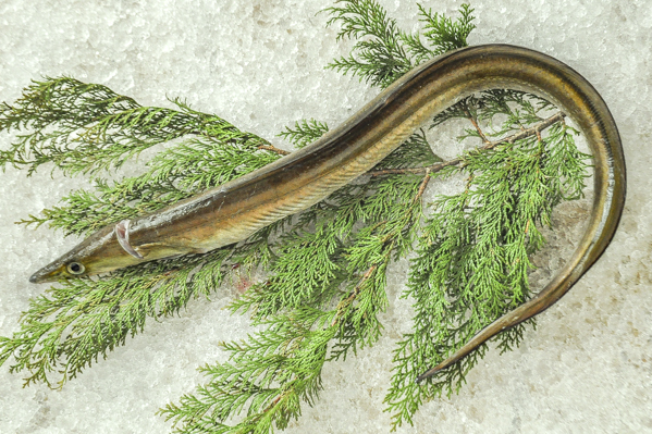 上がりハモ 八面六臂