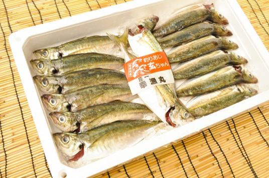 玄ちゃんアジ（福岡県宗像産）