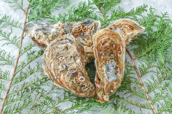 深海熟成牡蠣「碧」（養殖）（約200-250gサイズ）（L）