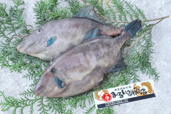 まるい鮮魚店　ウマヅラハギ（千葉県館山市船形産）