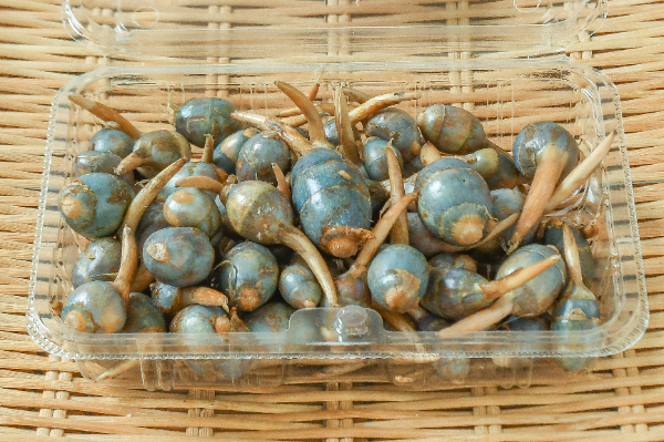 くわい 【業務用食材の仕入れなら八面六臂】