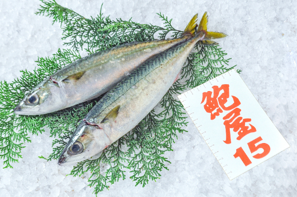 マサバ（定置網）