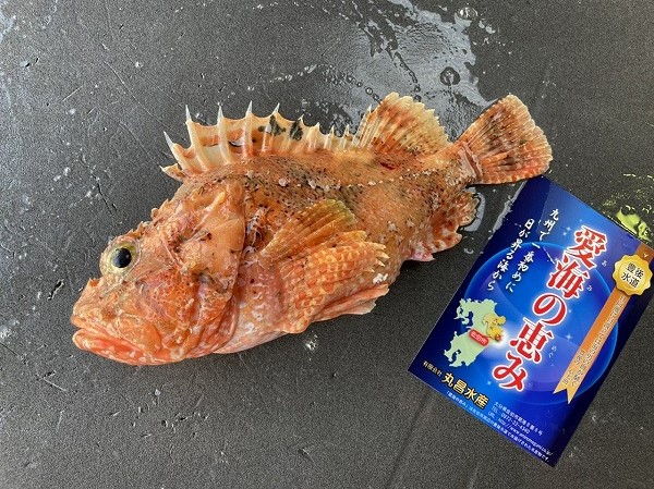 愛海の恵み（丸昌水産）コクチフサカサゴ（大分県佐伯産）（次回入荷時に撮影してください）