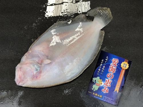 愛海の恵み（丸昌水産） ガンゾウヒラメ（大分県佐伯産）（次回入荷時に撮影してください）