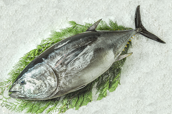 養殖生本マグロ 八面六臂