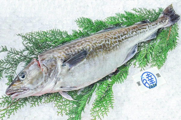 室蘭丸達水産　マダラ（北海道室蘭産）