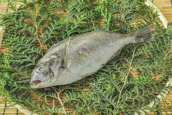 タカノハダイ ラウンド 八面六臂