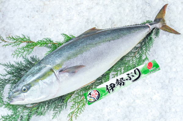伊勢ぶり　養殖ブリ