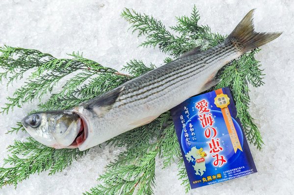 愛海の恵み（丸昌水産）　首折れボラ（定置網）（大分県佐伯産）