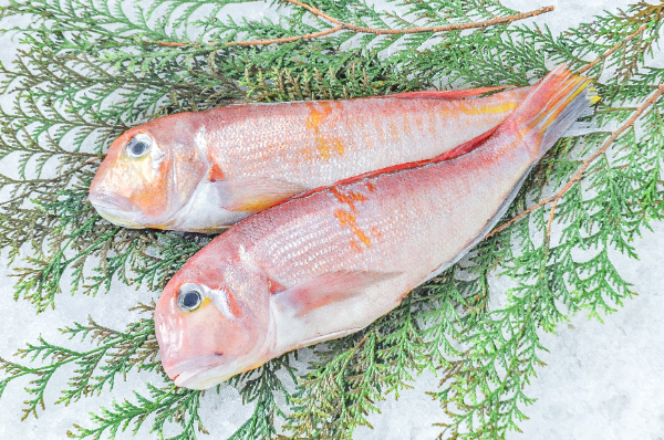 アカアマダイ（紅王）（延縄） 【業務用食材の仕入れなら八面六臂】