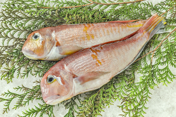 アカアマダイ 釣物 八面六臂