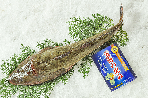 マゴチ 刺網 八面六臂
