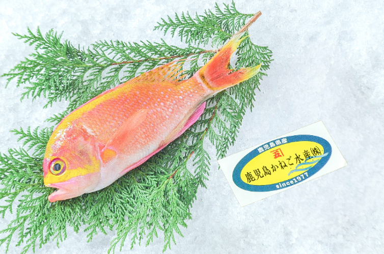 イッテンサクラダイ（釣物） 【業務用食材の仕入れなら八面六臂】