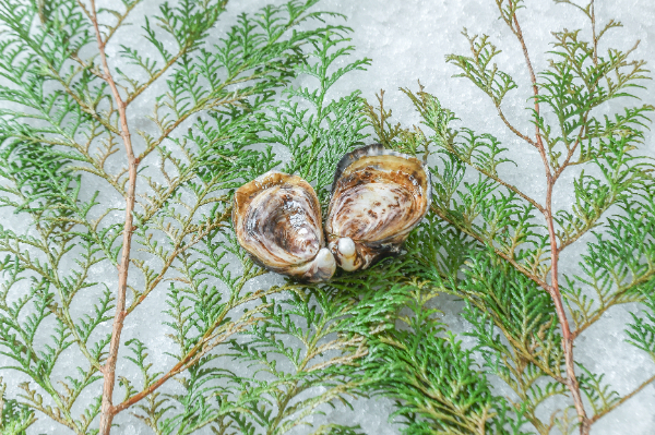 喜多嬉かき Platinum（養殖）（S）