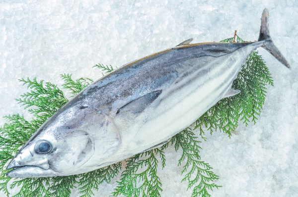 カツオ（釣物）