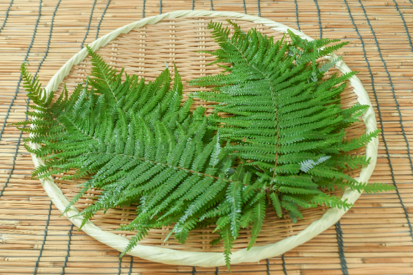 うらじろ（中）