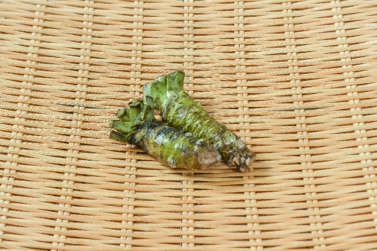 生本わさび