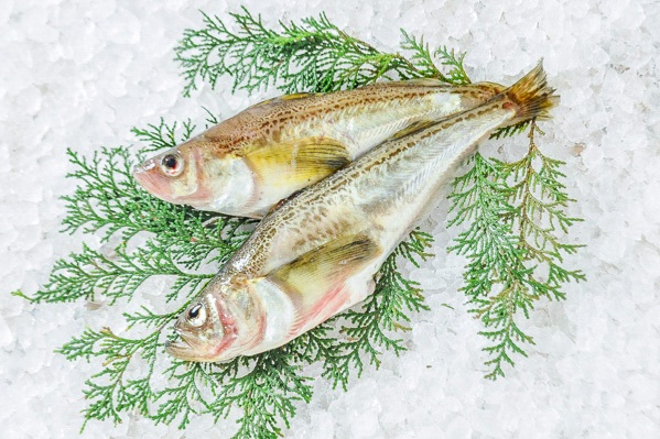 国産はたはた缶詰 2個セット 日本正規品 - 魚介類(加工食品)