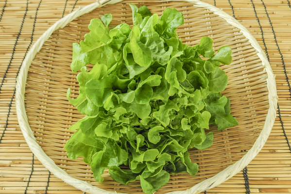 水耕リーフレタス フリル 八面六臂