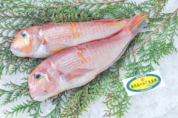 鹿児島かねご水産　アカアマダイ（鹿児島県産）