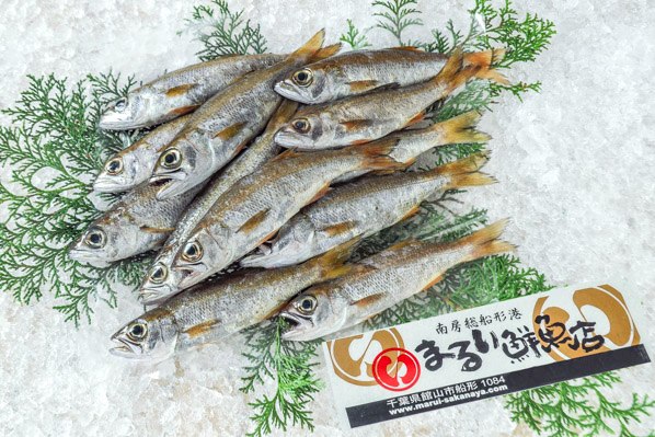 まるい鮮魚店　ムツ　1kg（千葉県館山市船形産）